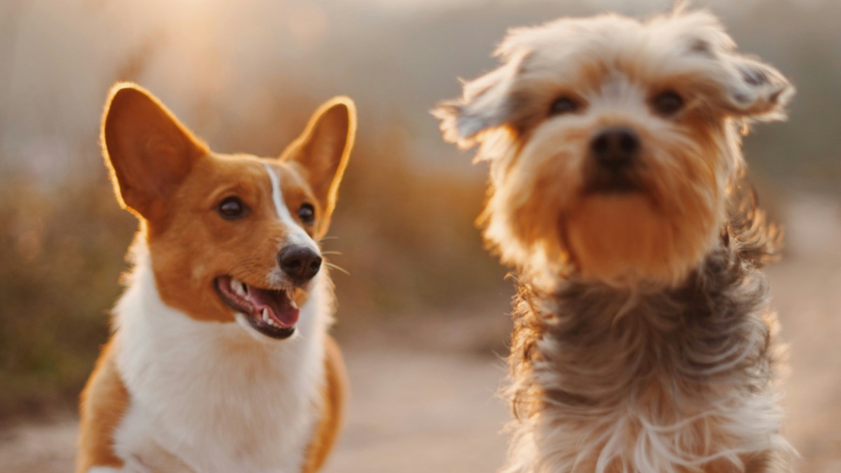Are Pets The New Kids?
